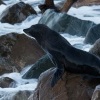 Lachtan Forsteruv - Arctocephalus forsteri - New Zealand Fur Seal - kekeno 7449